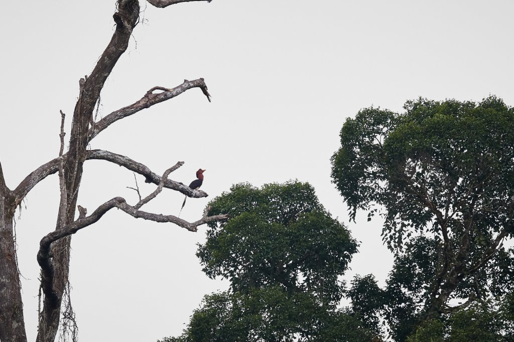 Schildhornvogel (Helmeted Hornbill), Danum Valley